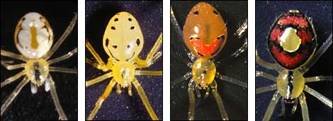 Four types of happy face spiders. From left to right, one with a white body and yellow markings, one with a yellow body and black markings, one with a brown body and orange markings, and one witha red body, black markings, and a yellow spot in the middle.