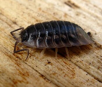 Pill bug