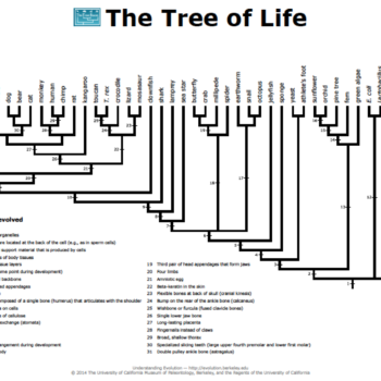 Tree of Life